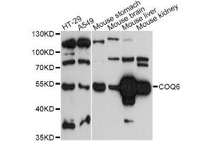 Western blot analysis of extracts of various cell lines, using COQ6 antibody (ABIN6293279) at 1:3000 dilution. (COQ6 Antikörper)