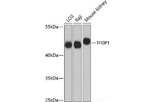 Western blot analysis of extracts of various cell lines using TFDP1 Polyclonal Antibody at dilution of 1:3000. (DP1 Antikörper)