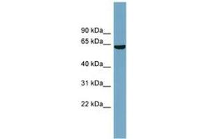 Image no. 1 for anti-Solute Carrier Family 5 (Iodide Transporter), Member 8 (SLC5A8) (AA 431-480) antibody (ABIN6743239) (SLC5A8 Antikörper  (AA 431-480))