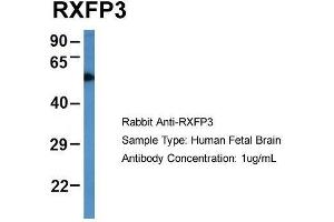 Host: Rabbit  Target Name: RXFP3  Sample Tissue: Human Fetal Brain  Antibody Dilution: 1. (Relaxin 3 Receptor 1 Antikörper  (N-Term))