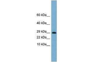 WB Suggested Anti-ERP29  Antibody Titration: 0.