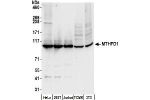 Western Blotting (WB) image for anti-Methylenetetrahydrofolate Dehydrogenase (NADP+ Dependent) 1, Methenyltetrahydrofolate Cyclohydrolase, Formyltetrahydrofolate Synthetase (MTHFD1) (AA 50-100) antibody (ABIN7450464)