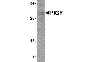 Western Blotting (WB) image for anti-Phosphatidylinositol Glycan Anchor Biosynthesis, Class Y (PIGY) (C-Term) antibody (ABIN1030585) (PIGY Antikörper  (C-Term))