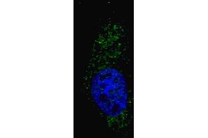 Fluorescent image of  cells stained with (ABIN388464 and ABIN2849519) LC3 (G8A) (N-term) antibody. (MAP1LC3A Antikörper  (N-Term))