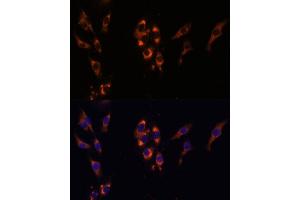 Immunofluorescence analysis of HeLa cells using PDE3A Polyclonal Antibody (ABIN7269301) at dilution of 1:100 (40x lens). (PDE3A Antikörper  (AA 380-660))