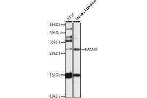 Western blot analysis of extracts of various cell lines, using FB antibody (ABIN6131640, ABIN6140457, ABIN6140459 and ABIN6217652) at 1:1000 dilution. (FAM3B Antikörper  (AA 30-235))