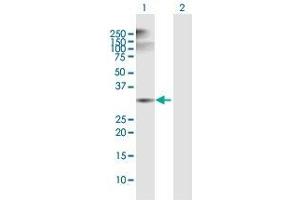 Western Blot analysis of ANXA5 expression in transfected 293T cell line by ANXA5 MaxPab polyclonal antibody. (Annexin V Antikörper  (AA 1-320))