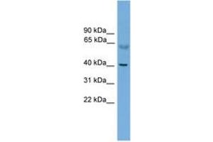 Image no. 1 for anti-Prkaca,Prkacb (N-Term) antibody (ABIN6745219) (PRKACA/PRKACB Antikörper  (N-Term))
