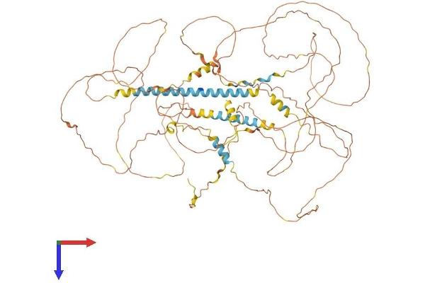 MAMLD1 Protein (AA 1-803) (His tag)