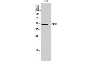 Western Blot (WB) analysis of rat cells using NUDC Polyclonal Antibody. (NUDC Antikörper  (Tyr577))