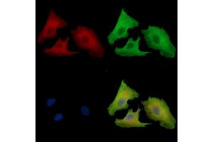 ABIN7097093 and ABIN7101160 staining  cells by IF/ICC. (PTAR1 Antikörper)