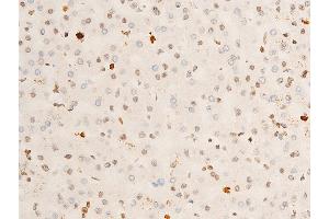 ABIN6267286 at 1/100 staining human liver tissue sections by IHC-P. (TRKA Antikörper  (pTyr681, Tyr680))