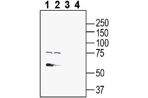Western blot analysis of human SH-SY5Y neuroblastoma cell line lysate (lanes 1 and 3) and human Caco2 colorectal adenocarcinoma cell line lysate (lanes 2 and 4):1-2.