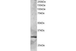 ABIN2562789 staining (2µg/ml) of Human Heart lysate (RIPA buffer, 35µg total protein per lane). (SYF2 Antikörper  (C-Term))