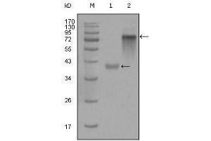 Western blot analysis using anti-KRT19 monoclonal antibody against truncated KRT19-His recombinant protein (1) and full-length KRT19(aa1-400)-hIgGFc transfected CHO-K1 cell lysate(2). (Cytokeratin 19 Antikörper  (AA 80-400))