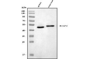 Western blot analysis of WISP-1/CCN4 using anti-WISP-1/CCN4 antibody (ABIN7602513).