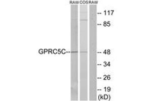 Western blot analysis of extracts from RAW264. (GPRC5C Antikörper  (AA 51-100))