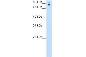 WB Suggested Anti-pb Antibody Titration:  0. (Homeotic Protein Proboscipedia Antikörper  (Middle Region))