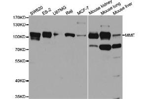 Western blot analysis of extracts of various cell lines, using MME antibody. (MME Antikörper  (AA 52-352))