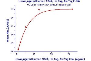 Immobilized Human SIRP alpha, Fc Tag  with a linear range of 2-12.