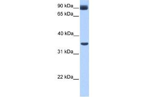 Western Blotting (WB) image for anti-Potassium Inwardly-Rectifying Channel, Subfamily J, Member 5 (KCNJ5) antibody (ABIN2458042)