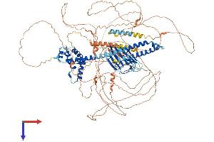 Protein Structure (PS) image for Caprin Family Member 2 (CAPRIN2) (AA 1-1127) protein (His tag) (ABIN7552800)