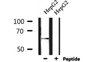 Western blot analysis of extracts from HepG2, using GPR153 Antibody. (GPR153 Antikörper  (Internal Region))