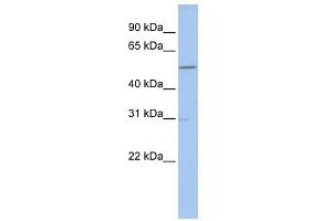 GNAL antibody used at 1 ug/ml to detect target protein. (GNAL Antikörper)