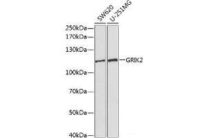 Western blot analysis of extracts of various cell lines using GRIK2 Polyclonal Antibody at dilution of 1:1000. (GRIK2 Antikörper)