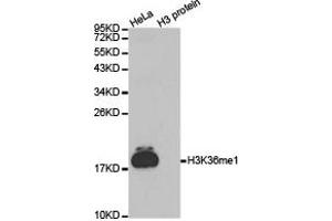 Western blot analysis of extracts of HeLa cell line and H3 protein expressed in E. (Histone 3 Antikörper  (H3K36me))