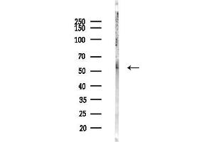 Western blot analysis of lysates from Mouse liver, using Smad3 Antibody at 1/1000 dilution.