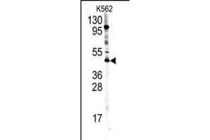 Western blot analysis of PRMT8 Antibody (C-term) (ABIN388025 and ABIN2845473) in K562 cell line lysates (35 μg/lane). (PRMT8 Antikörper  (C-Term))
