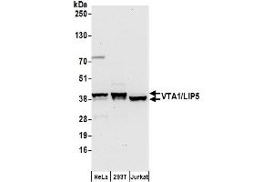 anti-Vps20-Associated 1 Homolog (VTA1) (AA 250-300) antibody