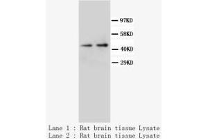 Image no. 2 for anti-Neuropeptide Y Receptor Y1 (NPY1R) (C-Term) antibody (ABIN1492944) (NPY1R Antikörper  (C-Term))