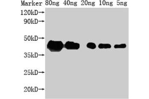 Western Blot Positive WB detected in Recombinant protein All lanes: ZIP1 antibody at 1:2000 Secondary Goat polyclonal to rabbit IgG at 1/50000 dilution Predicted band size: 29 kDa Observed band size: 43 kDa (SLC39A1 Antikörper  (AA 1-227))