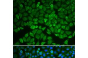 Immunofluorescence analysis of A549 cells using GSS Polyclonal Antibody (Glutathione Synthetase Antikörper)