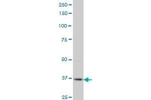 PBK monoclonal antibody (M07), clone 3A7 Western Blot analysis of PBK expression in Hela S3 NE . (PBK Antikörper  (AA 1-110))