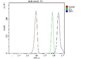 Flow Cytometry analysis of Hela cells using anti-RRP1 antibody (ABIN7600683).