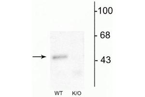 Western blot of mouse forebrain lysates from wild type (WT) and α1-knockout (K/O) animals showing specific immunolabeling of the ~51 kDa α1-subunit of the GABAA-R.