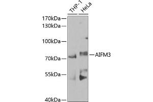 Western blot analysis of extracts of various cell lines, using  antibody (ABIN6129960, ABIN6136680, ABIN6136681 and ABIN6224707) at 1:1000 dilution. (AIFM3 Antikörper  (AA 1-200))