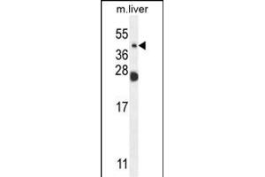 NEU4 Antibody (C-term) (ABIN654343 and ABIN2844112) western blot analysis in mouse liver tissue lysates (35 μg/lane). (Sialidase 4 Antikörper  (C-Term))