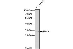 Western blot analysis of extracts of various cell lines, using GIPC2 antibody (ABIN3021775, ABIN3021776, ABIN3021777 and ABIN6215857) at 1:1000 dilution. (GIPC2 Antikörper  (AA 1-315))