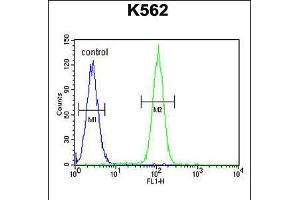 Flow cytometric analysis of K562 cells (right histogram) compared to a negative control cell (left histogram). (DDX27 Antikörper  (C-Term))