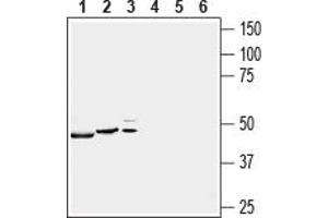 Western blot analysis of rat brain (lanes 1 and 4), mouse brain (lanes 2 and 5) and human  MG glioblastoma cell (lanes 3 and 6) lysates:1,2.