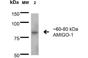Western Blot analysis of Rat Brain Membrane showing detection of 60-80 kDa AMIGO-1 protein using Mouse Anti-AMIGO-1 Monoclonal Antibody, Clone S86-36 . (AMIGO1 Antikörper  (AA 554-574))