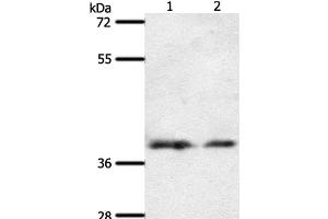Western Blot analysis of 293T and hela cell using SSTR1 Polyclonal Antibody at dilution of 1:500 (SSTR1 Antikörper)