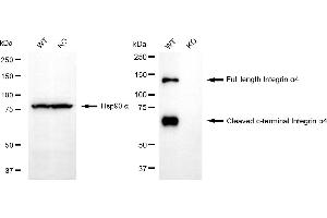 Western blotting analysis using integrin subunit alpha 4 antibody (ABIN7800942). (Rekombinanter ITGA4 Antikörper)