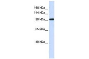 Image no. 1 for anti-SCAN Domain Containing 3 (SCAND3) (AA 51-100) antibody (ABIN6741003) (SCAND3 Antikörper  (AA 51-100))