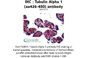 Image no. 2 for anti-alpha Tubulin (TUBA1) (AA 426-450) antibody (ABIN1740442) (alpha Tubulin Antikörper  (AA 426-450))