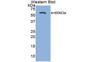 Western Blotting (WB) image for anti-Activated Leukocyte Cell Adhesion Molecule (ALCAM) (AA 28-527) antibody (ABIN1857960) (CD166 Antikörper  (AA 28-527))